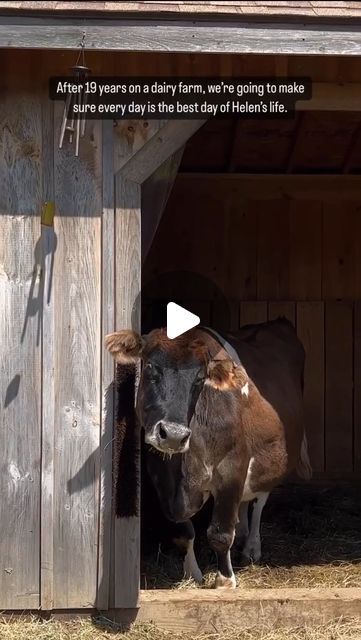 Uncle Neil's Home | 501(c)3 Farmed Animal + Cat Sanctuary Ⓥ on Instagram: "10 months ago today, we built Helen a paradise after surviving 19 years on a dairy farm ❤️ the only edit made to this original video is that we added a frame with her soulmate, Margaret 🐂🤎🐂 Everything holds true, that we will continue striving to make every single day of Helen’s [ and Margaret’s ] new life the best day they’ve ever had… May 6th is Helen’s 20th birthday and May 7th will be one year in sanctuary. What a magical year with the most magical soul 🪄 ✨ What’s your favorite thing about Helen and Margaret’s relationship? I think ours is the way that they’re always touching, no matter what." Mini Highlander Cows, Funny Farm Animals, Funny Highland Cow, Cat Sanctuary, Cow Farm, Dairy Farm, Animal Cat, Animal Sanctuary, Creative Pictures