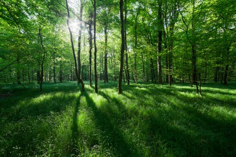 Forest Horizontal, Subtropical Forest, Forest Horizontal Photography, Tropical Deciduous Forest, Dark Forest Horizontal, 숲 사진, Forest With Sunlight, Canon 5d, Beautiful Forest