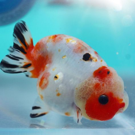 Thai Oranda Goldfish, Ranchu Fish, Fish Anatomy, Cute Goldfish, Beautiful Fishes, Battle Cruiser, Oranda Goldfish, Fancy Goldfish, Goldfish Tank