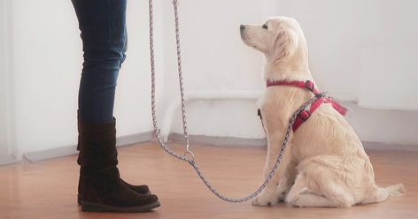 Urban Dog, Dog Leash Training, Puppy Sitting, Good Dog, Leash Training, Puppy Training Tips, Dog Training Techniques, Training Your Puppy, Dog Parents