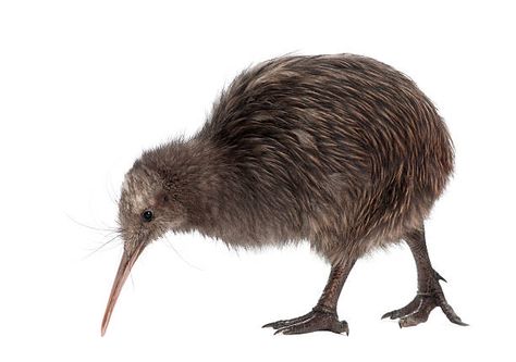 New Zealand Wildlife, Bird Costume, Kiwi Bird, Flightless Bird, Baby Chickens, Download Image, Birds Tattoo, Photo Download, Bird Drawings