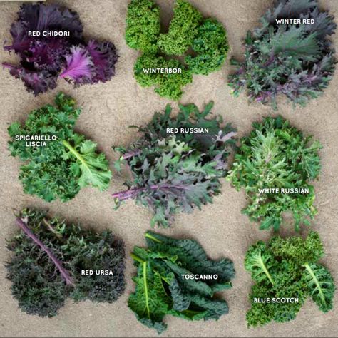 Know Your Produce? Preparing Kale – SOIL Types Of Kale Leaves, Kale Garden, Types Of Kale, Kale Plant, Growing Kale, Eating Green, Chou Kale, Green Eating, Mustard Greens