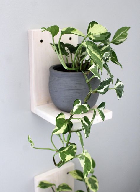 L Shaped Floating Shelves, Wall Plant Shelf, Wood Wall Planter, Gallery Shelf, Indoor Plant Display, Gallery Shelves, Wall Planters Indoor, Indoor Plant Wall, Modern Gallery Wall