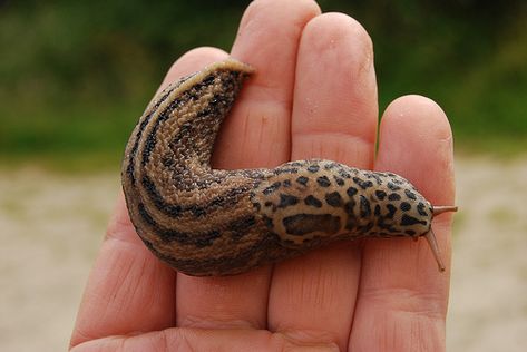 Dance of the Mating Leopard Slugs - The Infinite Spider Leopard Slug, Shar Pei Dog, Animal Room, Hairless Cat, Creepy Crawlies, Arthropods, Arachnids, Slug, Creature Design