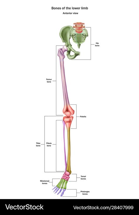 Lower Limb, Human Anatomy, A White Background, Png Images, Anatomy, Bones, Adobe Illustrator, White Background, Vector Images