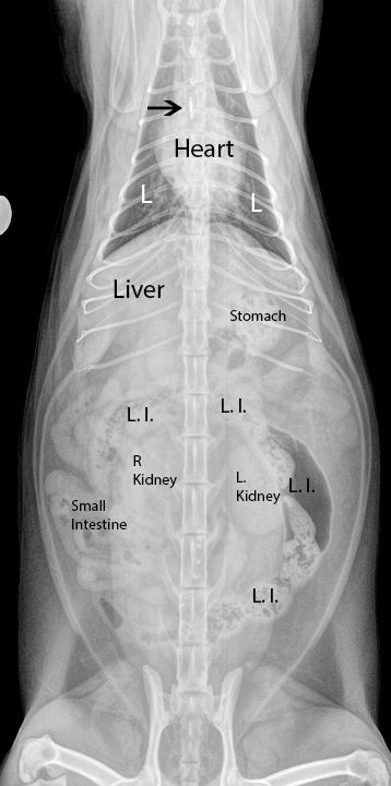 Learn how to interpret cat radiographs (x-rays) Veterinary Radiology, Vet School Motivation, Veterinarian Technician, Vet Tech School, Veterinary Tech, Vet Tech Student, Vet Technician, Veterinary Studies, Veterinary School