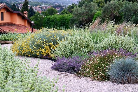 Socal Garden, Modern Mediterranean Garden, Mediterranean Garden Design, Parterre Garden, Biennial Plants, Modern Mediterranean, Mediterranean Plants, Mediterranean Landscaping, Garden Villa