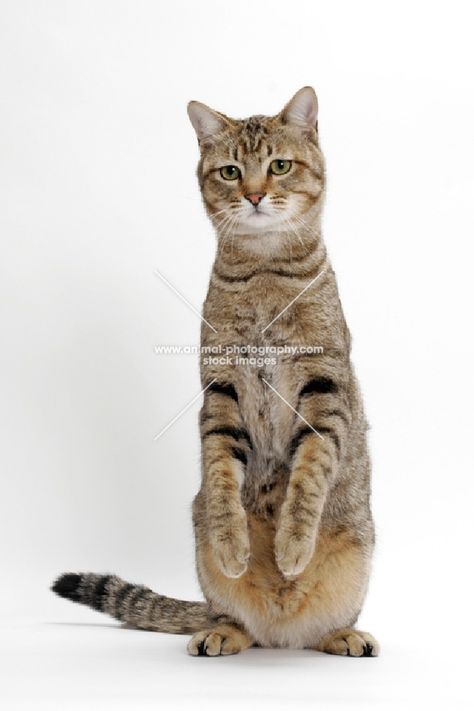 Animal Photography | Brown Mackerel Tabby Cat, standing up | Image ... Mackerel Tabby Cat, Mackerel Tabby, Standing Cat, Cat Standing, Cat Expressions, Cats Outside, Cat Reference, Respiratory Infection, Cat Stands