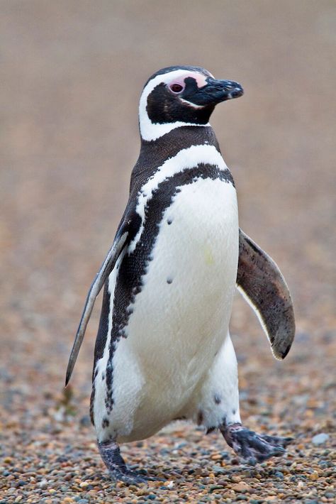 Penguin Facts, Magellanic Penguin, Evolution Art, Penguin Pictures, African Penguin, Penguin Drawing, Penguin Love, Pretty Animals, Funny Birds