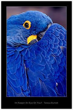 Exotic Birds, Pretty Birds, Colorful Birds, Big Blue, Wild Life, True Blue, Birds Of Paradise, Bird Feathers, Birdy