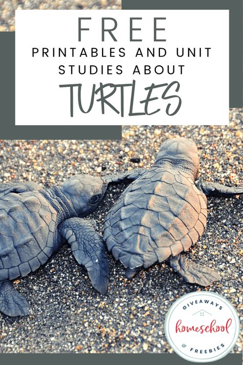 Free Printables and Unit Studies About Turtles. #printablesaboutturtles #unitstudiesaboutturtles #turtleresources Turtle Facts For Kids, Turtle Project, Sea Turtle Life Cycle, Sea Turtle Facts, Turtle Life Cycle, Turtle Activities, Turtle Facts, World Turtle Day, Turtle Theme