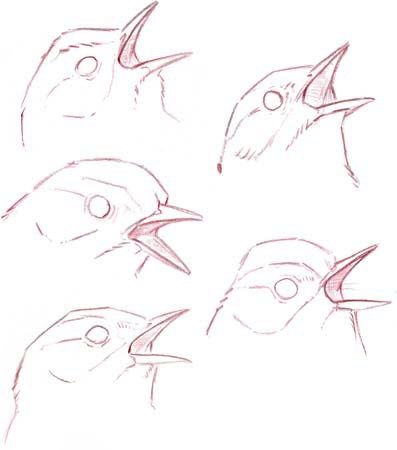 Bird Art Tutorial, Song Bird Drawing, Bird Flying Front View, Sparrow Anatomy, Bird Beaks Drawing, Bird Drawing Easy, Drawing Easy Pencil, Sketch Bird, Simple Bird Drawing