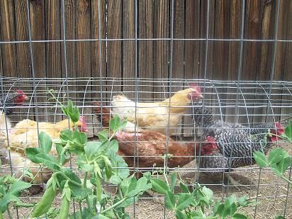 The Chunnel - A Wire Mesh Chicken Tunnel - http://www.ecosnippets.com/livestock-animals/the-chunnel-a-wire-mesh-chicken-tunnel/ Diy Chicken Tunnel, Chicken Tunnel, Chicken Tunnels, Urban Chickens, Diy Chicken, Coop Plans, Free Range Chickens, Building A Chicken Coop, Keeping Chickens