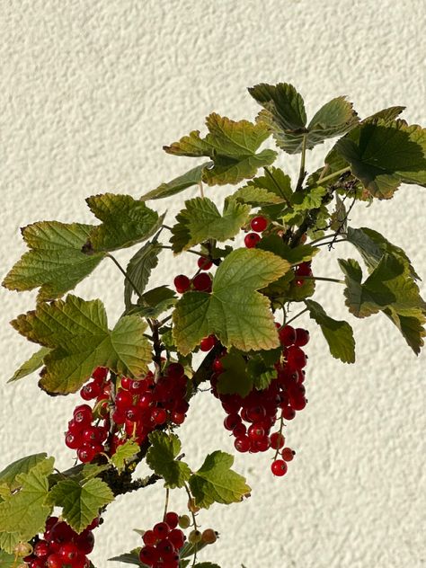 Summer Aesthetic Painting, Currant Plant, Berries Garden, Currant Berries, Country Aesthetic, Summer Mood, Brown Paper Bag, Aesthetic Painting, Fruit And Veg