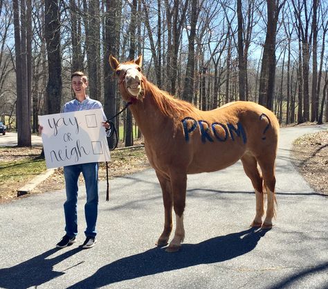 Promposal Western Prom Posals, Horse Hoco Proposals, Western Homecoming Proposal Ideas, Ffa Promposal, Western Promposal, Horse Promposal Ideas, Horse Proposal, Western Hoco Proposal, Animal Promposal