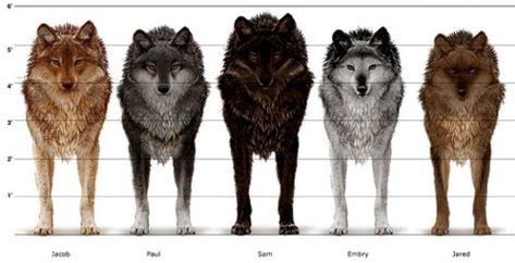 Shape-shifter - Twilight Saga Wiki Wolf Names, Twilight Wolf Pack, Jacob Black Twilight, Twilight Jacob, Twilight Wolf, Vampire Twilight, Beverly Hills Chihuahua, Shape Shifter, Twilight Cast