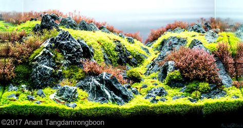 2017 AGA Aquascaping Contest - #334 Aquriam Ideas, Brazilian Aquascape, Aquascape Ideas, Amazing Aquariums, Aquascape Design, Aquatic Garden, Aquarium Ideas, Nature Aquarium, Aquascape Aquarium