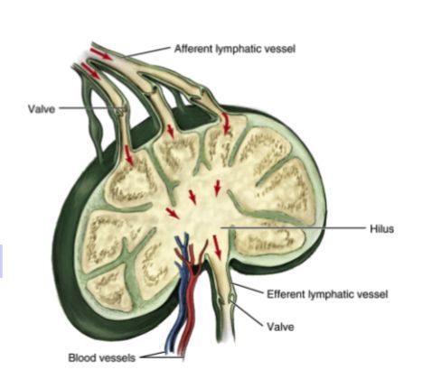 Vascular System, Toxic Products, Heart Surgery, Lymph Nodes, Filter