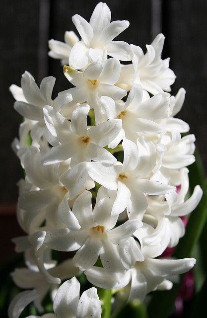 Hycinth (pond floater) White Hyacinth, Balcony Flowers, Moon Garden, White Gardens, Arte Floral, Flower Beauty, Beautiful Blooms, Flowers Nature, Love Flowers