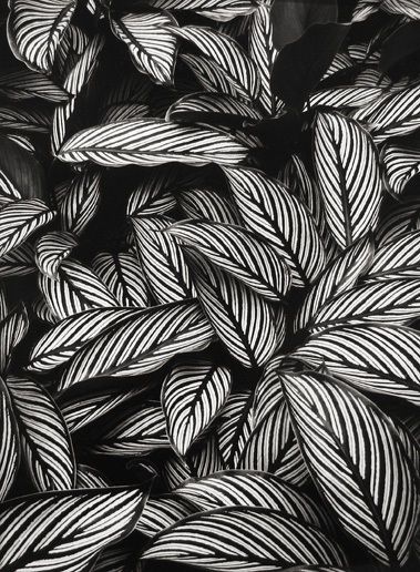 Calathea Vittata, Black Plants, Dark Garden, Goth Garden, Gothic Garden, White Plants, Black Garden, Plant Aesthetic, Black Flowers