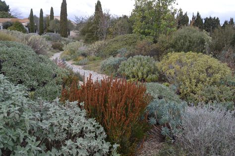 Olivier Filippi and the Mediterranean garden of the future — Noel Kingsbury Dry Garden Design, Bush Garden, Drought Tolerant Landscape, Mediterranean Landscaping, Dry Garden, Garden Gnomes, Spring Flowering Bulbs, Tree Canopy, Mediterranean Garden