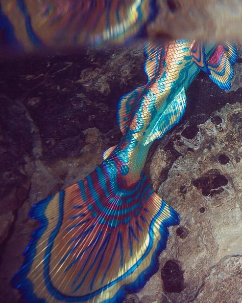 One of my favorite photos of this tail ❤️ #merbella #mermaid #merbellastudios #mermaidtail #mexico #scales #everydaymermaid #merbellaMermaid #underwater #performer #Siliconemermaidtail #summer #mermaidsofinstagram #ikelite Realistic Mermaid Tails, Realistic Mermaid, Mermaid Photography, Silicone Mermaid Tails, Fantasy Mermaids, Mermaid Lagoon, Mermaid Painting, Mermaid Tale, Mermaid Tattoos