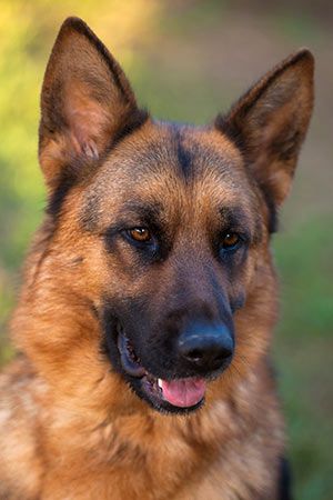 German Shepherd Red German Shepherd, German Shepherd Puppies Training, German Shepherd Breeders, German Shepherd Pictures, German Shepherd Breeds, Cute German Shepherd Puppies, Shepherd Dog Breeds, Palomino Horse, Bay Area California