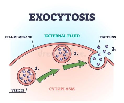 Exocytosis process explanation as proteins release mechanism outline diagram. Educational labeled cellular side view with external fluid, proteins and vesicle stock illustration Anatomy Structure, Diagram Illustration, Cell Diagram, Science Diagrams, Biology Facts, Ap Biology, Biology Notes, Cell Biology, Medical Anatomy