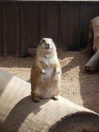 Prairie Dog. Praire Dogs, Prairie Dog Drawing, Fav Animal, Fat Animals, Prairie Dogs, Animal T Shirt, Wallpapers Beautiful, Tattoo Nature, Dog Aesthetic