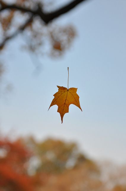 Through space.  Suspended in a single strand of a spider web. Fabulous Fall, Best Seasons, Autumn Beauty, Seasons Of The Year, Autumn Aesthetic, Autumn Photography, Happy Fall, Autumn Inspiration, Fall Thanksgiving