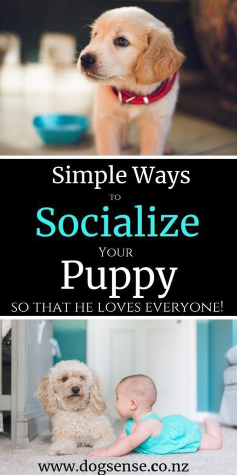 Puppy Crate Training, Dog On Leash, House Training A Puppy, Puppy Socialization, Train Dog, Training A Puppy, House Training Puppies, Crate Training Puppy, Training Puppies