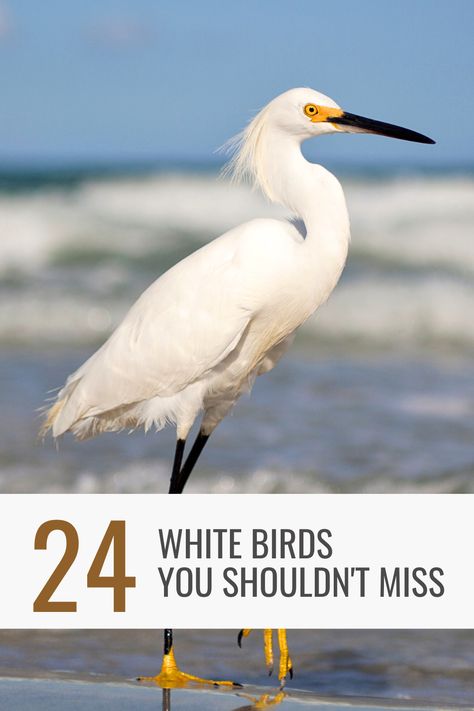 Complete list of white birds that you can see in Florida! You will get photos and identification guides of 24 White birds that you shouldn't miss as a bird lover. Cattle Egret, Florida Birds, White Ibis, White Pelican, Snowy Egret, Fl Beaches, Great Egret, Tattoos Inspiration, Coastal Birds