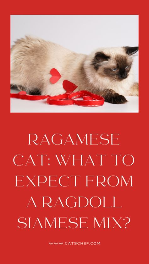 Expect the unexpected, we’d say! Ragamese cats are a mysterious melange of the simple, sleek Siamese cat and the stunning, silky soft Ragdoll cat. Rather than opting for one and wondering whether you’ve made the right choice, you can get your hands on the best of both worlds. #catschef #cat #cats #kitten #kittens #catlover #catlovers #catlife #catoftheday #meow #pets #cute #love #animals #animallovers #kitty #kittycat #persiancat #mainecoon #ragdollcat #siberiancat #bengalcat #siamesecat Ragamese Cats, Ragamese Kittens, Expect The Unexpected, Pets Cute, Cat Reading, Siberian Cat, Cat Carrier, Love Animals, Ragdoll Cat