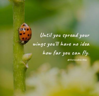 Ladybug Quotes, Cultural Beliefs, Sayings And Phrases, Sharing Quotes, Say Hi, Famous Quotes, Affirmation Quotes, Just Go, Say Hello