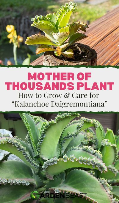 Mother In Law Plant, Mother Of Thousands Plant, Mother Of Thousands, Succulent Garden Indoor, Plant Care Instructions, Growing Orchids, Propagating Succulents, Inside Plants, Growing Succulents