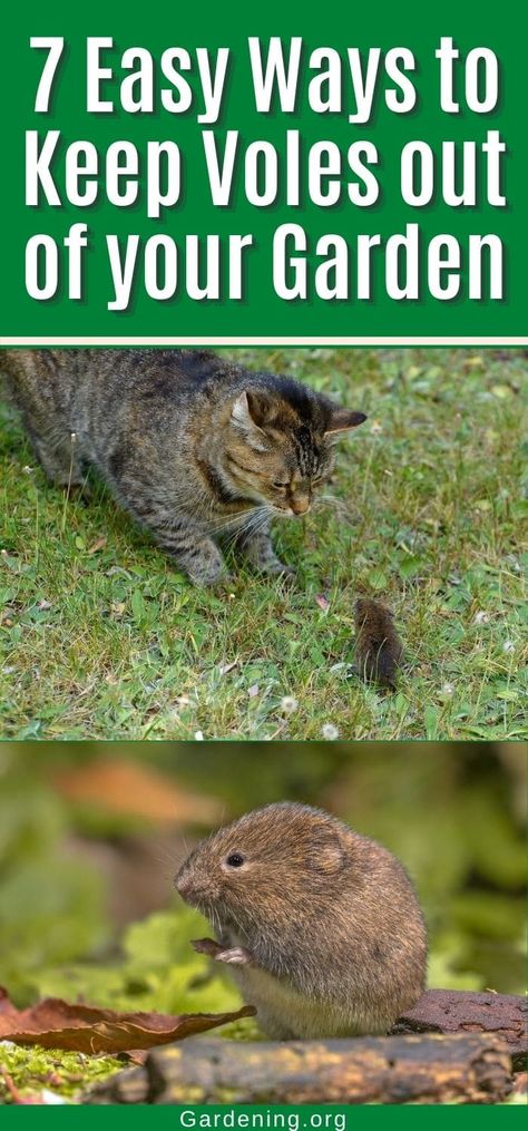 Voles may be small, but they are mighty problems in a garden! Getting rid of voles doesn't need to be expensive or difficult with these 7 solutions. How To Get Rid Of Voles, How To Get Rid Of Voles In Your Yard, Voles In Yard Get Rid Of, Small Trees For Garden, Growing Fruit Trees, Homesteading Diy, Smart Garden, Self Watering Planter, Garden Pests