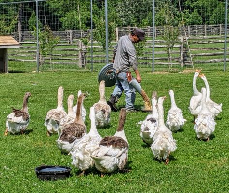 Building a Shelter for My Geese - The Martha Stewart Blog Martha Stewart Farm, Sebastopol Geese, Goose House, Dipping Pool, Wood Shingles, Cedar Shingles, Roof Types, Roof Shingles, Winter House