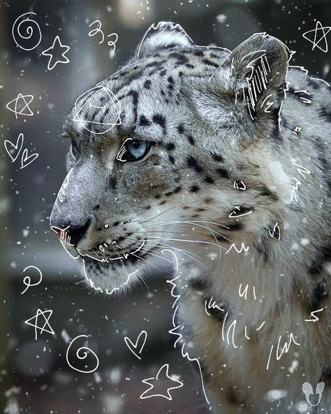 Snow Leopard Therian, Snow Leopard Drawing, Therian Art, Leopard Drawing, Backyard Birds Feeders, Clouded Leopard, Maybe In Another Life, Animal Masks, Fox Art