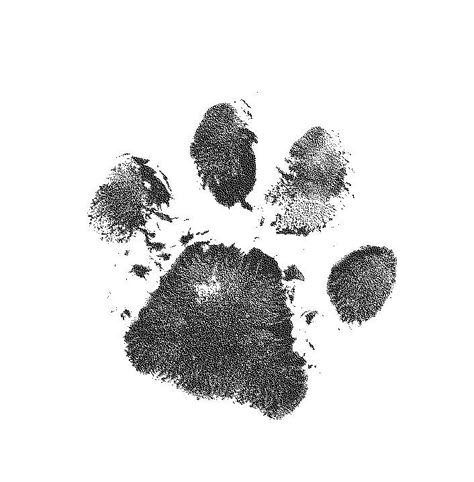 getting my cats paw print tattooed on me!:) Cat Paw Print Tattoo, Walking The Dogs, Tattoo Dream, Paw Print Art, Photos Edit, Edit Inspiration, Cat Paw Print, Desenho Tattoo, Dog Paw Print