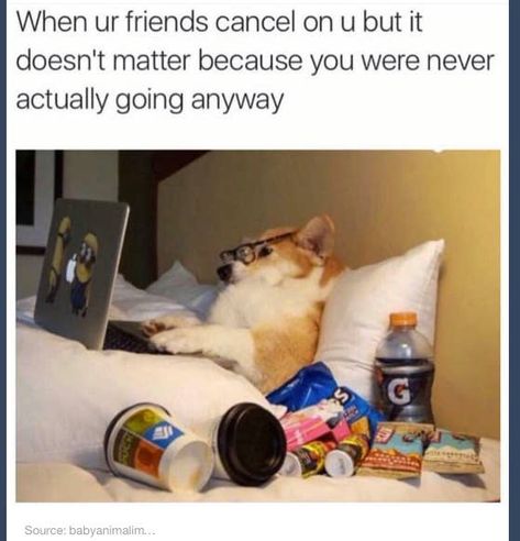 Lazy Meme, Awkward People, Yoga Humor, Lazy Humor, Animal Humour, Funny Dog Memes, Morning Humor, Memes Humor, Ecards Funny