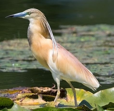 Squacco Heron Squacco Heron, Herons, Feather Wings, Arachnids, Snakes, Beautiful Birds, Pretty Things, Feathers, Image Search