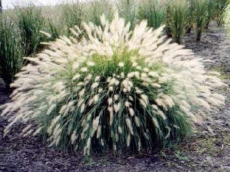 Pennisetum Setaceum, Fountain Grass, Grasses Landscaping, Grasses Garden, Low Maintenance Landscaping, Moon Garden, Low Maintenance Garden, White Gardens, Ornamental Grasses