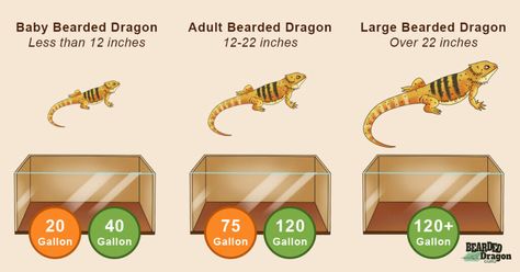 Beared Dragon Cage Ideas Diy, Bearded Dragon Vivarium Ideas, Bearded Dragon Terrarium Ideas Tanks, Bearded Dragon Enclosure Ideas, Bearded Dragon Tank Setup, Bearded Dragon Food List, Bearded Dragon Setup, Good Health And Well Being, Beard Dragon