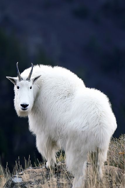 Mountain goat near Garden Wall trail by Jeremiah Thompson, via Flickr; Glacier National Park, Montana Mountain Goats, Desert Animals, Albino Animals, Mule Deer, Mountain Goat, Manx, Animal Games, Glacier National, Glacier National Park