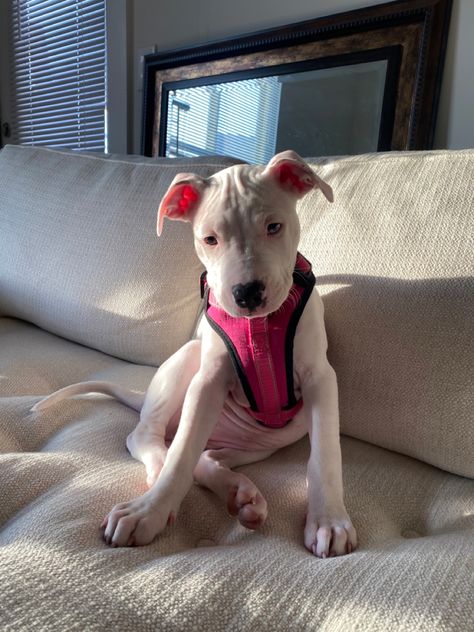 White Pitbull Terrier, White Pitbull Puppies, Female Pitbull, Cute Pitbulls, White Pitbull, Dream Things, American Pitbull, Pitbull Puppies, American Pitbull Terrier