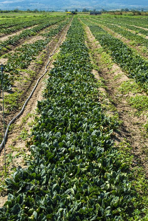 Spinach farm. Organic green vegetables on the field. by deyangeorgiev. Spinach farm. Organic green vegetables on the field. Agriculture bio production concept. #AD #green, #vegetables, #Organic, #Spinach Green Farm, Farm Field, Farm Lifestyle, Green Paper, Green Vegetables, Green Nature, Kiosk, Fruits And Vegetables, Blue And Green