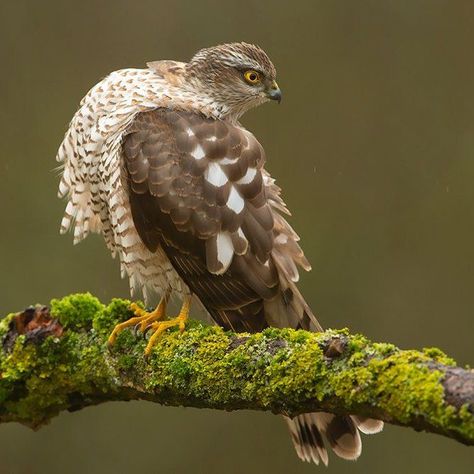 Eurasian sparrowhawk (Accipiter nisus) / Épervier d'Europe Sparrowhawk, The Portal, Bald Eagle, Professional Photographer, Authors, Social Network, Portal, Birds, Photographer