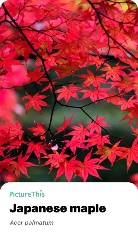 Explore the wonderful world of nature and add Japanese maple into your plant collection with the smart plant identifier app —— PictureThis! Japanese Maple Garden, Japanese Maples, Acer Palmatum, Japanese Maple, Plant Collection, Wonderful World, Wonders Of The World, Perennials, Front Yard