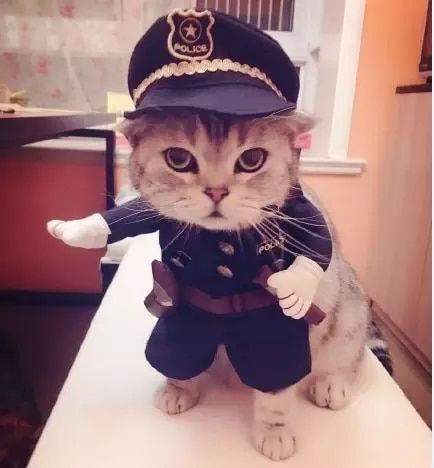 Tienda Online Nuevo 2016 fantasía! Envío Libre so funny cat Pet dog Vestido de uniforme traje ropa + hat convertirse en la policía | AliExpress móvil Funny Cat Compilation, Cat Costumes, Pet Costumes, Cute Kittens, Cat Clothes, Funny Animal Pictures, 귀여운 동물, Cute Funny Animals, Cat Pics