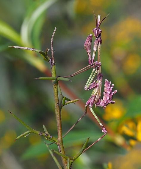 The praying mantis is a predator: Lifeform of the week Mantis Aesthetic, Orchid Praying Mantis, Flower Mantis, Lemon Shark, Orchid Mantis, Human Physiology, Types Of Insects, Sun And Earth, Cool Bugs